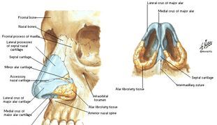 External Anatomy of Nose